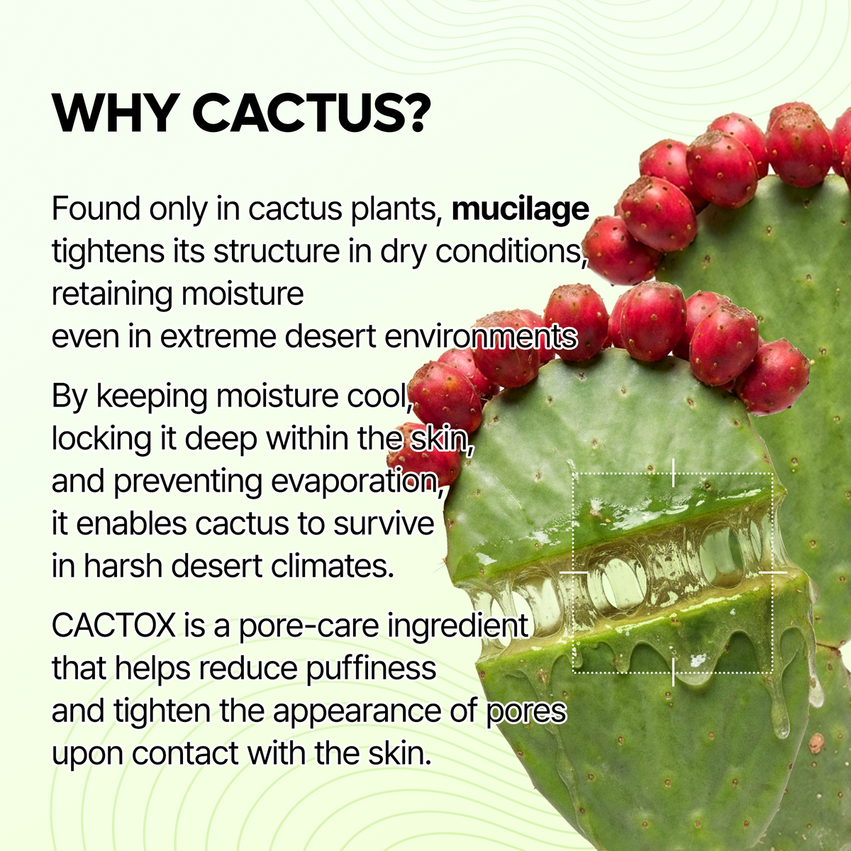 Dr. Melaxin Cactox Pore Relief Jelly Serum Mist — official product gallery image 4
