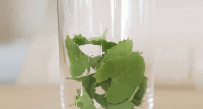 Heveblue Salmon Caring Centella Toner 200 ml — centella ingredient photography.