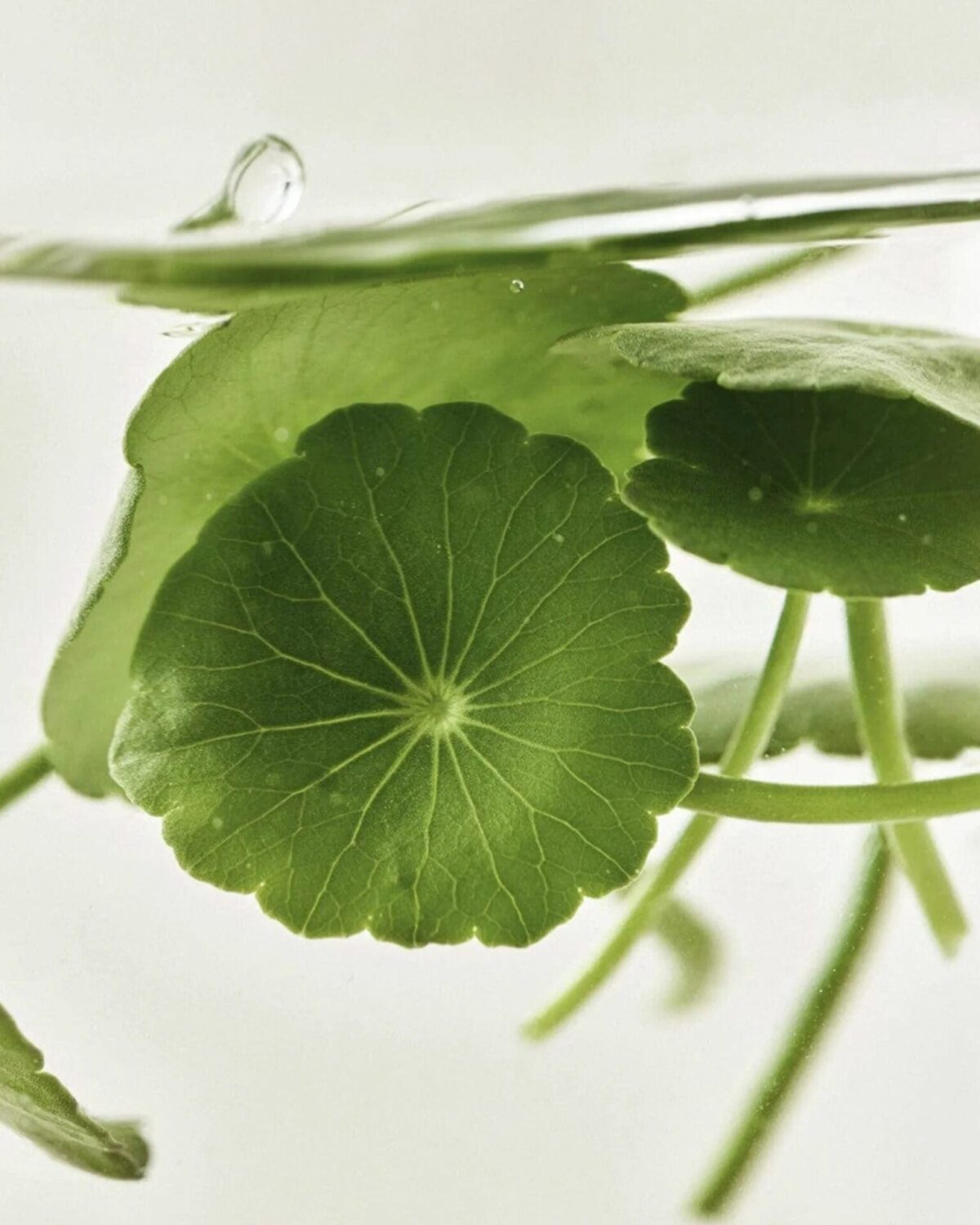 Beauty of Joseon Light On Serum Centella Vita C 30ml