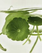 Beauty of Joseon Light On Serum Centella Vita C 30ml